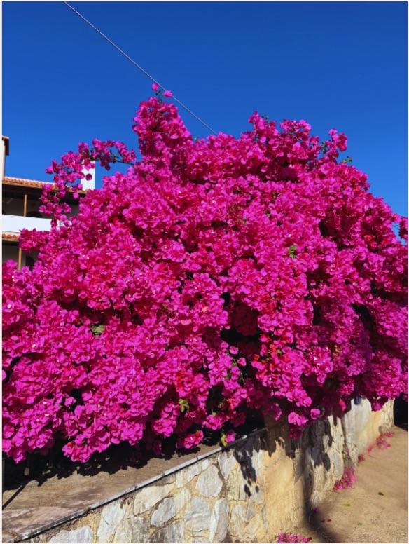 Bougainvillea in the Mani